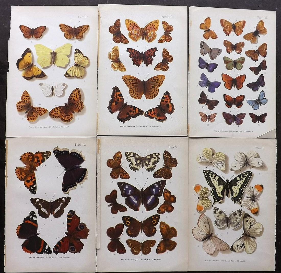 Furneaux, William 1905 Lot of 6 Butterfly Prints (1 of 2)