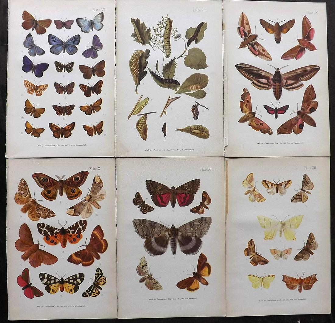 Furneaux, William 1905 Lot of 6 Moth Prints (1 of 2)