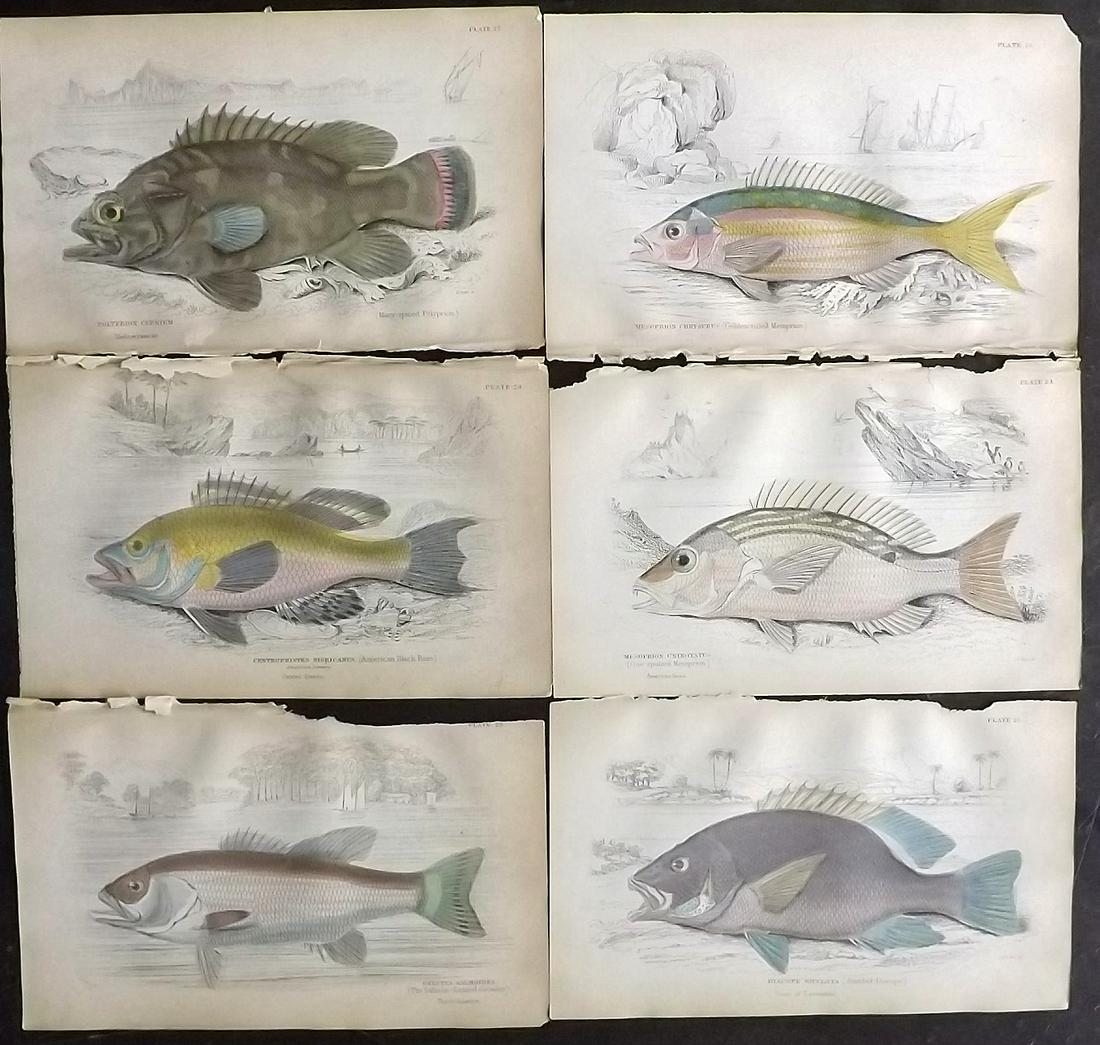 Jardine, William 1885 Lot of 6 Hand Col Fish Prints (1 of 2)