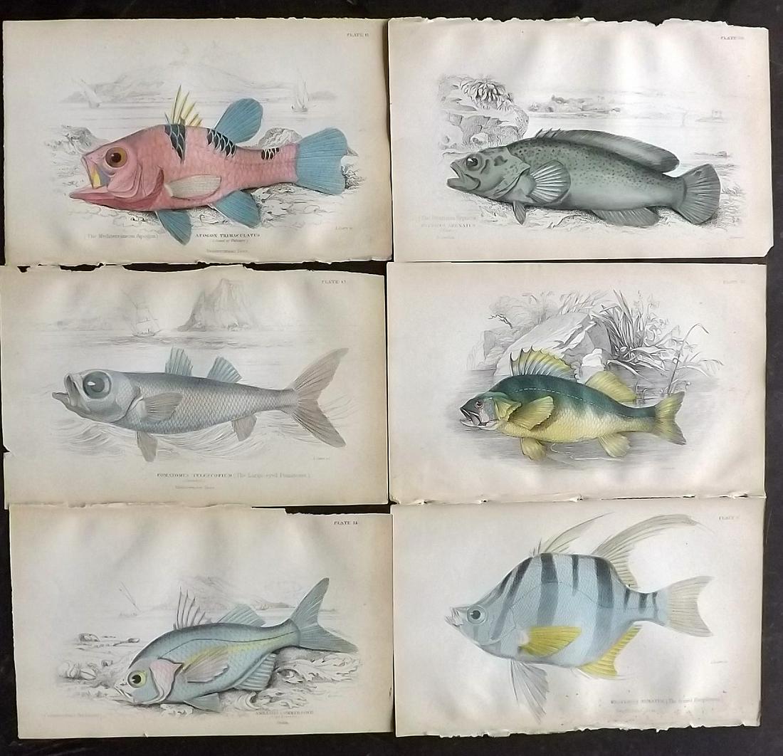 Jardine, William 1885 Lot of 6 Hand Col Fish Prints (1 of 2)