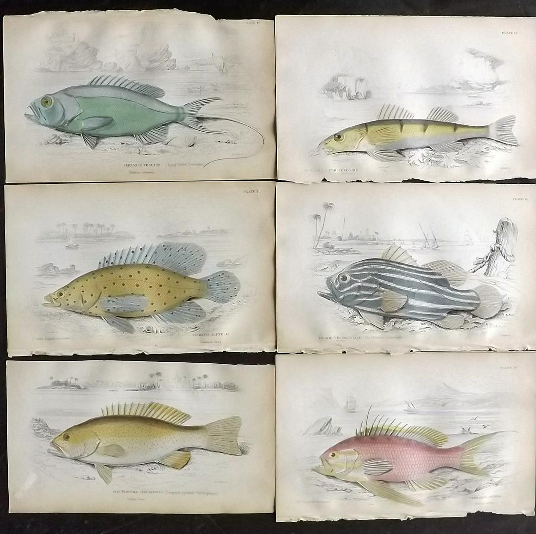 Jardine, William 1885 Lot of 6 Hand Col Fish Prints (1 of 2)