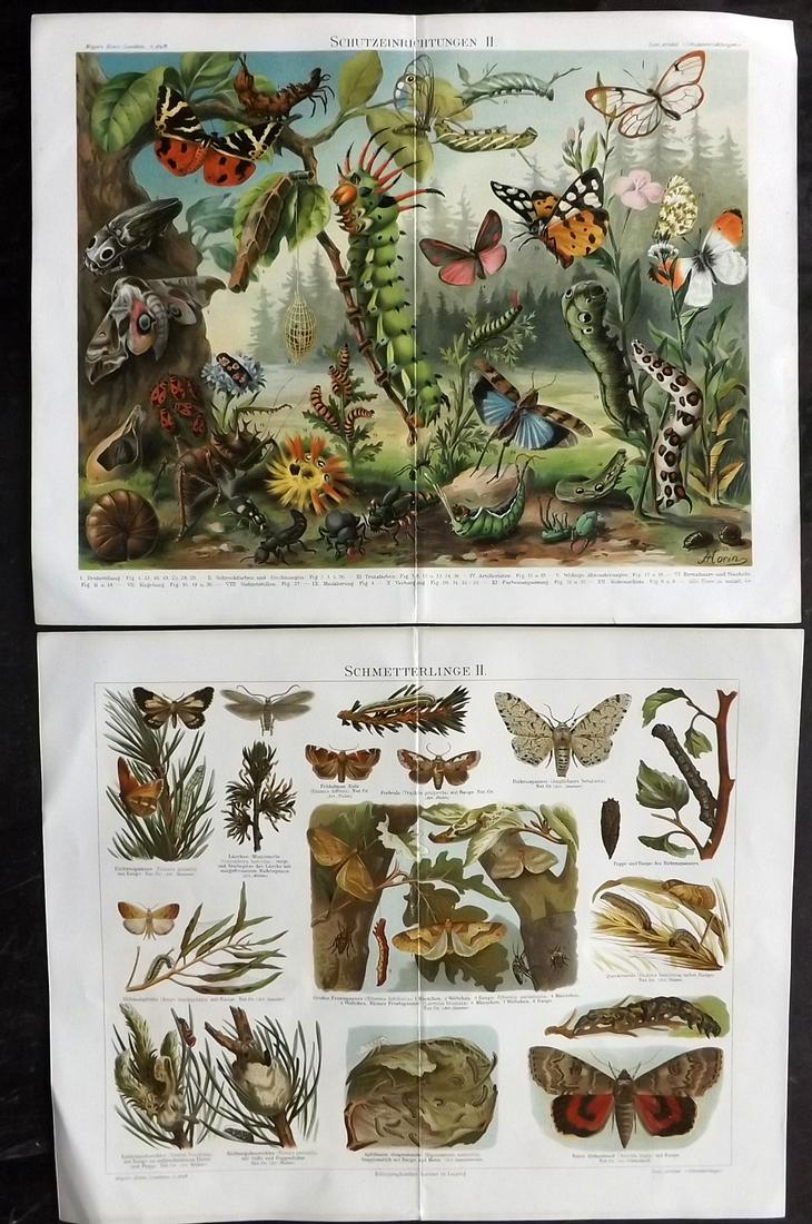 Meyer, Joseph 1890's Pair of Butterfly & Moth Prints (1 of 2)