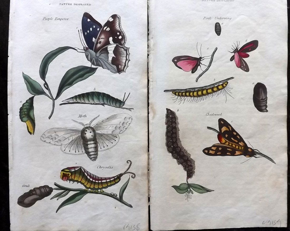 Shaw, Simeon 1823 Pair of HC Moth & Butterfly Prints (1 of 2)