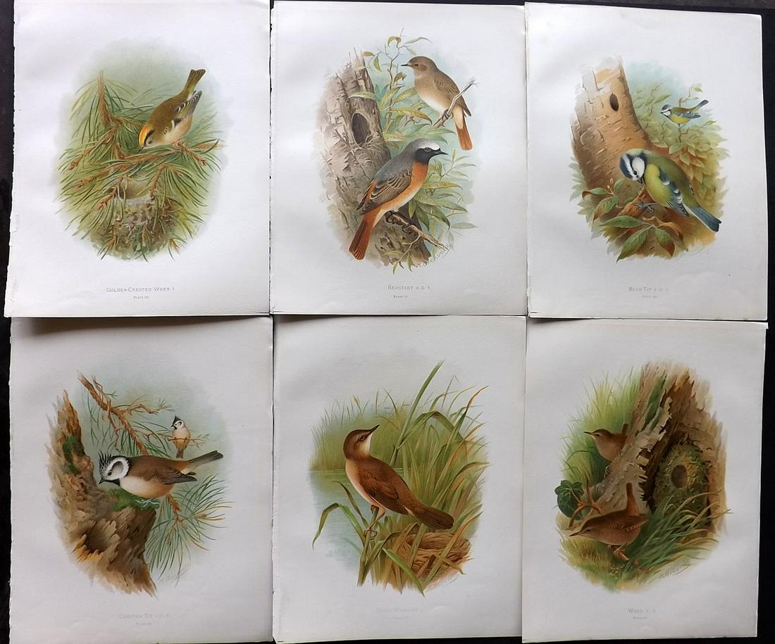 Butler, Arthur 1908 Lot of 6 Antique Bird Prints: Chromolithographs Published 1907-08, London for "Birds of Great Britain and Ireland..." by Arthur G. Butler. Illustrated by H. Gronvold & F. W. Frohawk. Paper Size: 11.5 x 9 inch (29 x 23cm) Good Cond