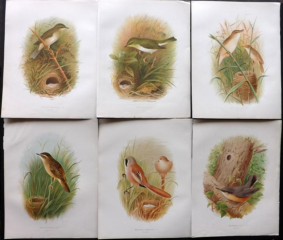 Butler, Arthur 1908 Lot of 6 Antique Bird Prints: Chromolithographs Published 1907-08, London for "Birds of Great Britain and Ireland..." by Arthur G. Butler. Illustrated by H. Gronvold & F. W. Frohawk. Paper Size: 11.5 x 9 inch (29 x 23cm) Good Cond