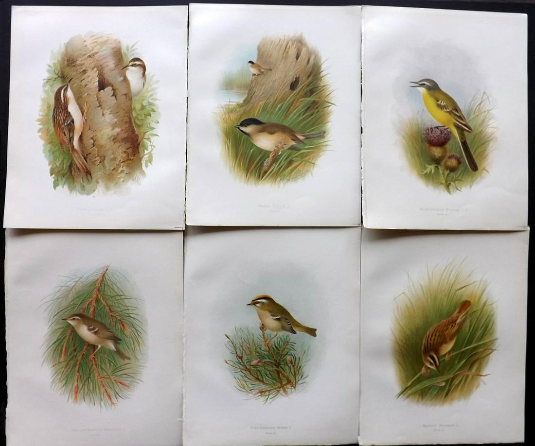 Butler, Arthur 1908 Lot of 6 Antique Bird Prints: Chromolithographs Published 1907-08, London for "Birds of Great Britain and Ireland..." by Arthur G. Butler. Illustrated by H. Gronvold & F. W. Frohawk. Paper Size: 11.5 x 9 inch (29 x 23cm) Good Cond