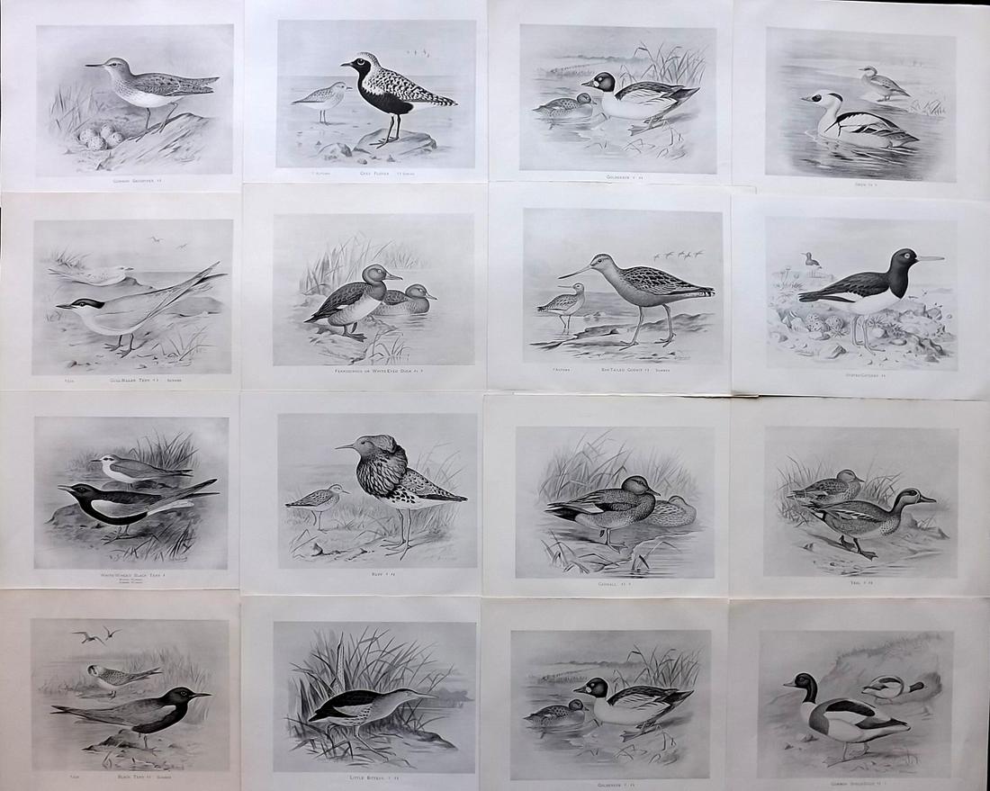 Frohawk, F. W. 1898 Lot of 16 Antique Bird Prints: Lithographs Published in 1896-8 by Brunby & Clarke, London for "British Birds, with their Nests & Eggs" Illustrated by F. W. Frohawk. Paper Size: 12 x 9.5 inch (30 x 24cm) Good Condition