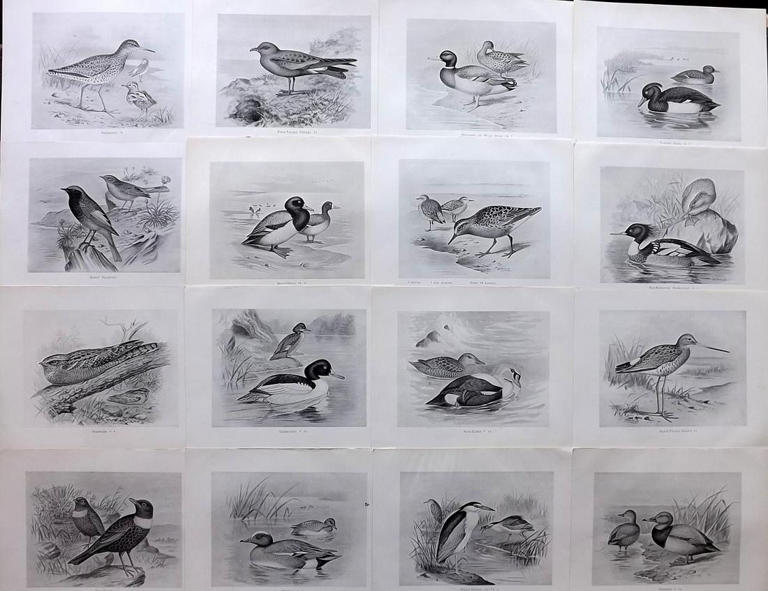 Frohawk, F. W. 1898 Lot of 16 Antique Bird Prints: Lithographs Published in 1896-8 by Brunby & Clarke, London for "British Birds, with their Nests & Eggs" Illustrated by F. W. Frohawk. Paper Size: 12 x 9.5 inch (30 x 24cm) Good Condition