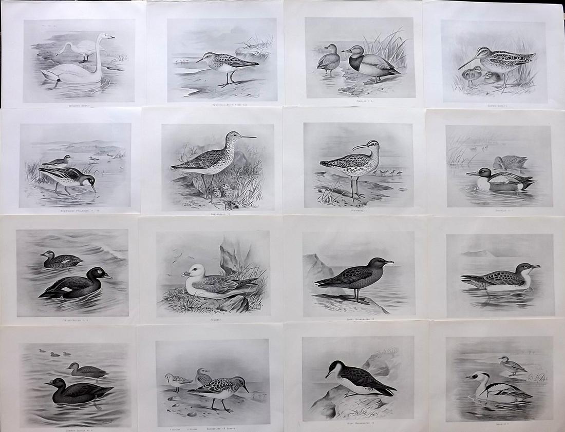 Frohawk, F. W. 1898 Lot of 16 Antique Bird Prints: Lithographs Published in 1896-8 by Brunby & Clarke, London for "British Birds, with their Nests & Eggs" Illustrated by F. W. Frohawk. Paper Size: 12 x 9.5 inch (30 x 24cm) Good Condition