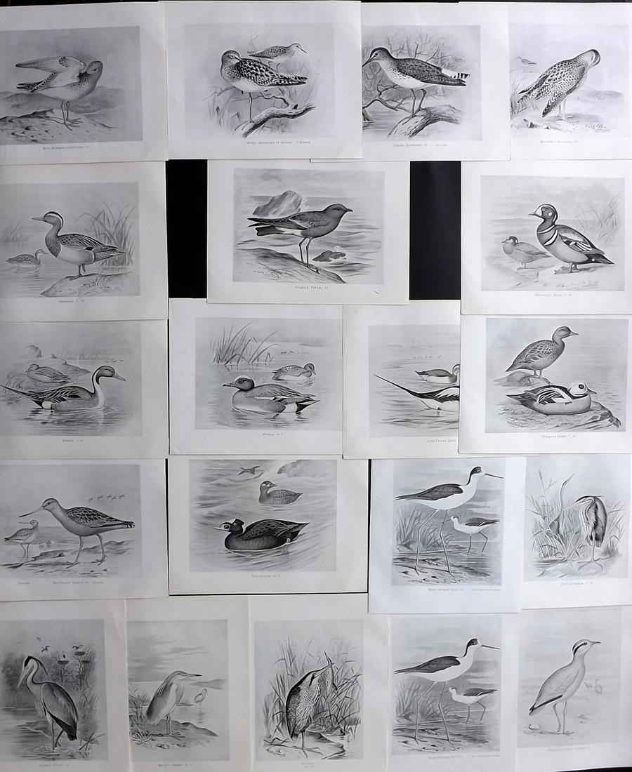 Frohawk, F. W. 1898 Lot of 20 Antique Bird Prints: Lithographs Published in 1896-8 by Brunby & Clarke, London for "British Birds, with their Nests & Eggs" Illustrated by F. W. Frohawk. Paper Size: 12 x 9.5 inch (30 x 24cm) Good Condition