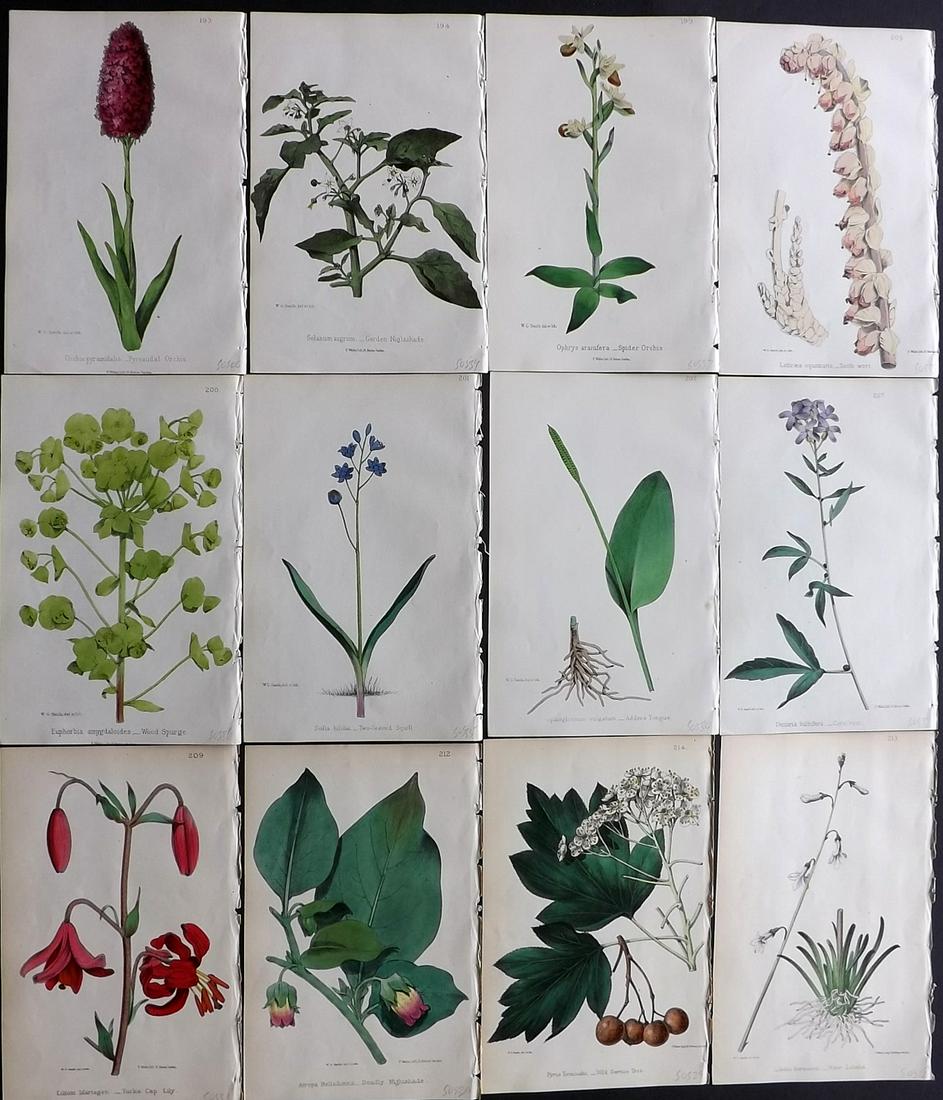 Hogg & Johnson C1870 Lot of 12 HCol Botanical Prints: Hand Coloured Lithographs Published 1863-1880, London for "The Wild Flowers of Great Britain" by Robert Hogg & George W. Johnson. Paper Size: 9 x 5.5 inch (23 x 14cm) Good Condition