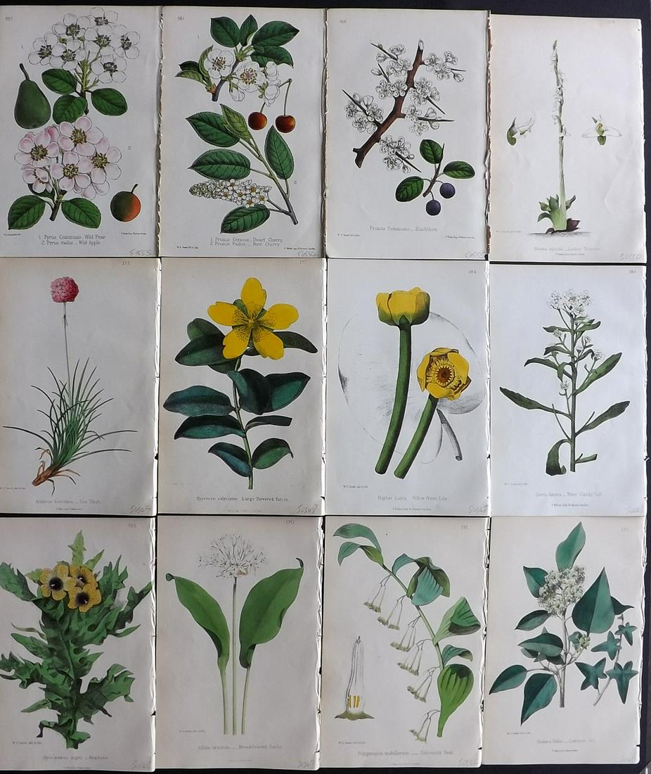 Hogg & Johnson C1870 Lot of 12 HCol Botanical Prints: Hand Coloured Lithographs Published 1863-1880, London for "The Wild Flowers of Great Britain" by Robert Hogg & George W. Johnson. Paper Size: 9 x 5.5 inch (23 x 14cm) Good Condition
