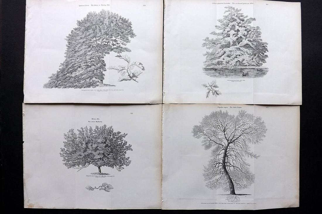 Loudon, John 1844 Lot of 4 Antique Tree Prints. Doubles (1 of 2)