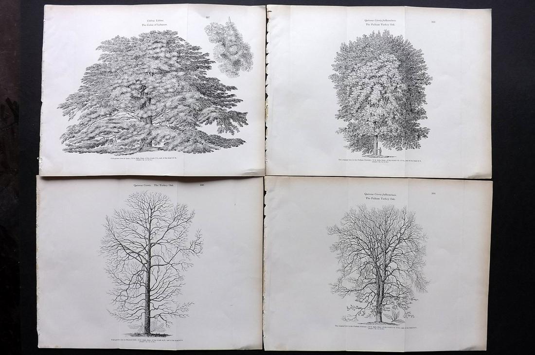 Loudon, John 1844 Lot of 4 Antique Tree Prints. Doubles (1 of 2)
