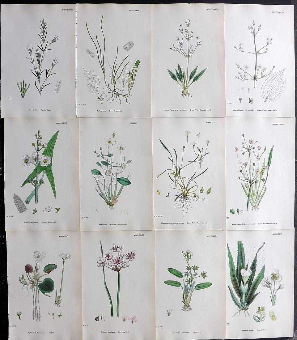 Sowerby, James 1869 Lot of 12 HCol Botanical Prints (1 of 2)
