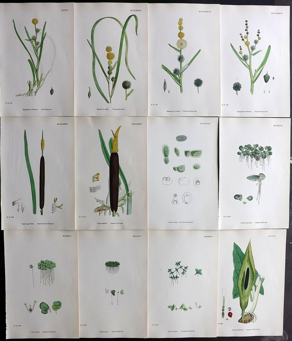 Sowerby, James 1869 Lot of 12 HCol Botanical Prints (1 of 2)