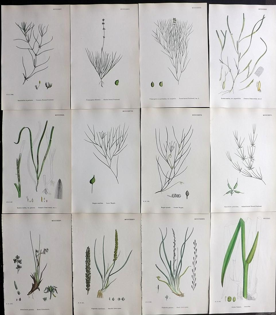 Sowerby, James 1869 Lot of 12 HCol Botanical Prints (1 of 2)