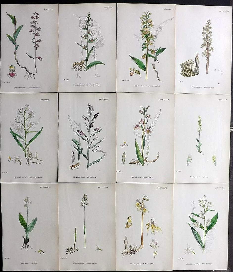 Sowerby, James 1869 Lot of 12 HCol Botanical Prints (1 of 2)