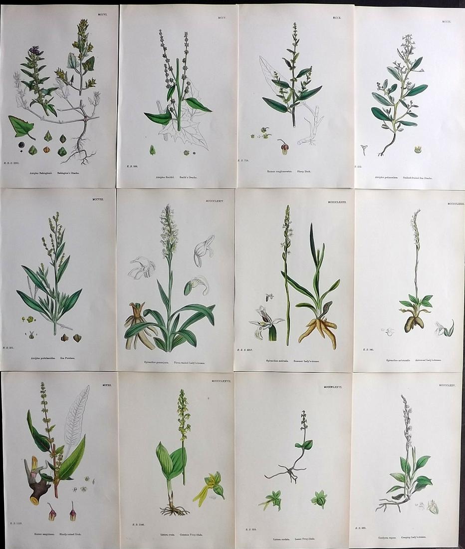 Sowerby, James 1869 Lot of 12 HCol Botanical Prints (1 of 2)