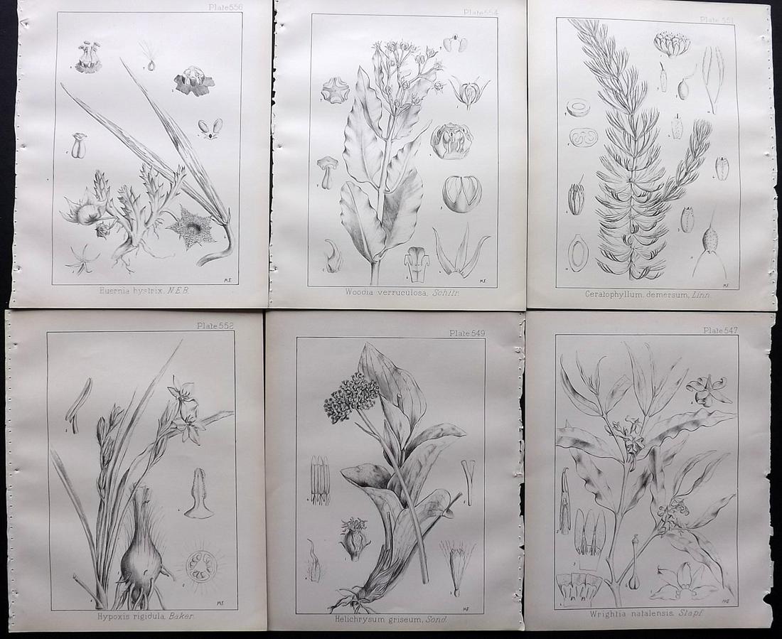 Wood, John 1909 Lot of 6 South African Botanical Prints: Lithographs Published 1898-1912, Durban for "Natal Plants" by John Medley Wood. Paper Size: 10 x 8 inch (26 x 21cm) Good Condition