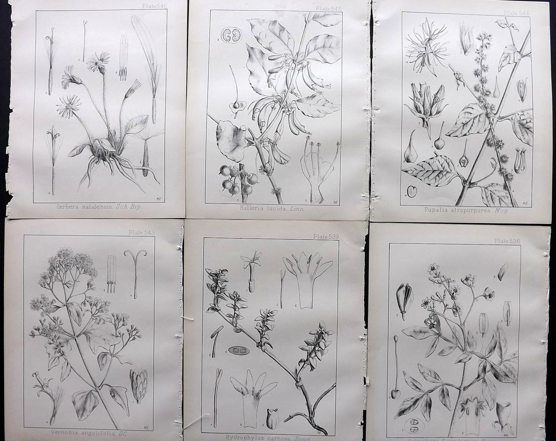Wood, John 1909 Lot of 6 South African Botanical Prints: Lithographs Published 1898-1912, Durban for "Natal Plants" by John Medley Wood. Paper Size: 10 x 8 inch (26 x 21cm) Good Condition