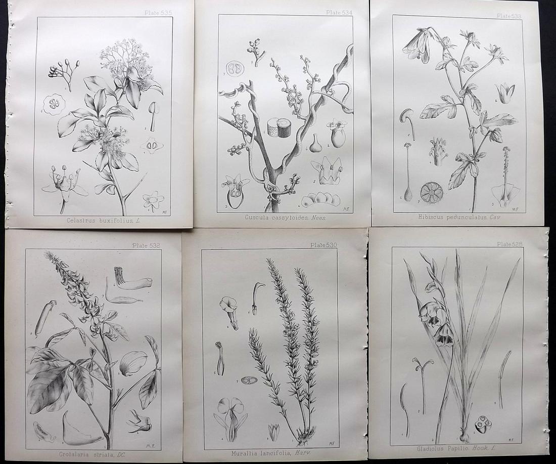 Wood, John 1909 Lot of 6 South African Botanical Prints: Lithographs Published 1898-1912, Durban for "Natal Plants" by John Medley Wood. Paper Size: 10 x 8 inch (26 x 21cm) Good Condition