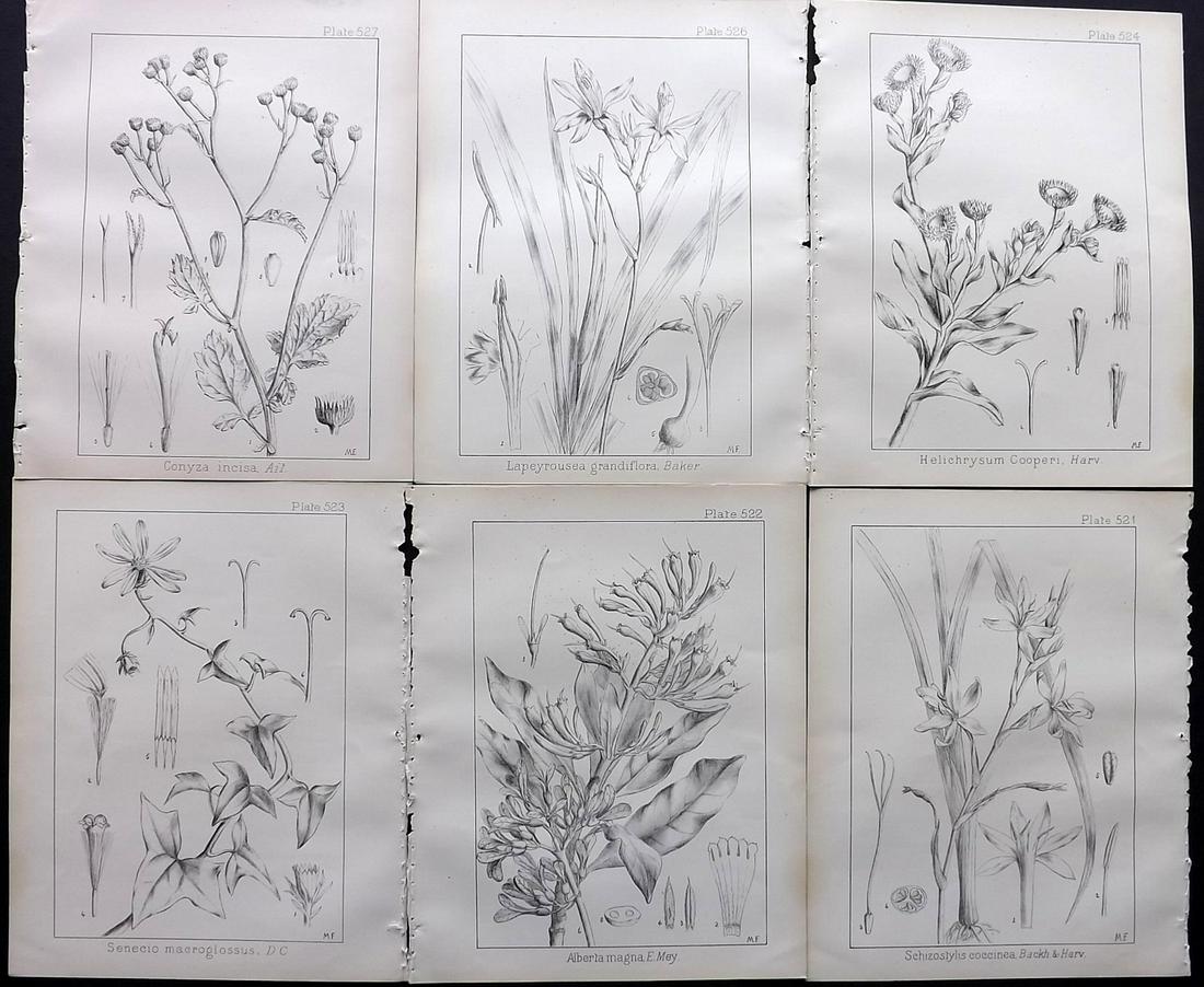 Wood, John 1909 Lot of 6 South African Botanical Prints: Lithographs Published 1898-1912, Durban for "Natal Plants" by John Medley Wood. Paper Size: 10 x 8 inch (26 x 21cm) Good Condition