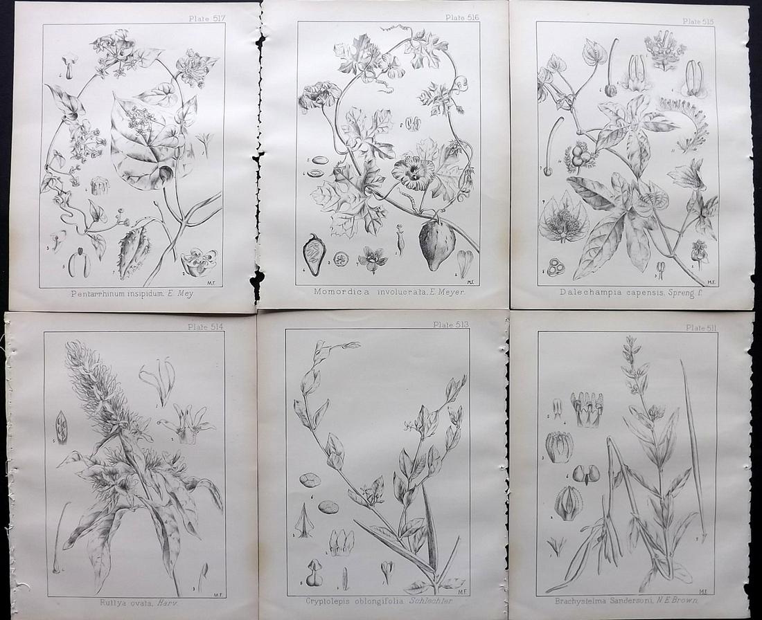 Wood, John 1909 Lot of 6 South African Botanical Prints: Lithographs Published 1898-1912, Durban for "Natal Plants" by John Medley Wood. Paper Size: 10 x 8 inch (26 x 21cm) Good Condition