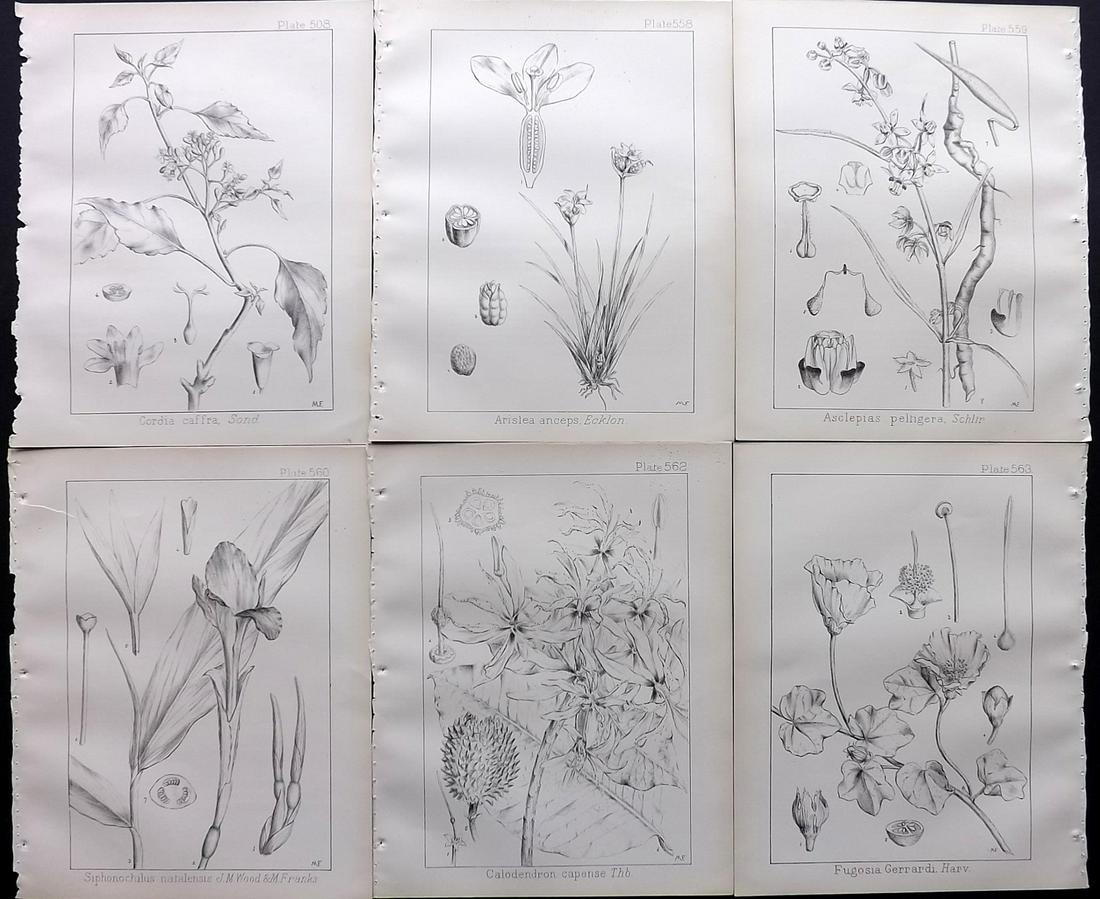 Wood, John 1909 Lot of 6 South African Botanical Prints: Lithographs Published 1898-1912, Durban for "Natal Plants" by John Medley Wood. Paper Size: 10 x 8 inch (26 x 21cm) Good Condition