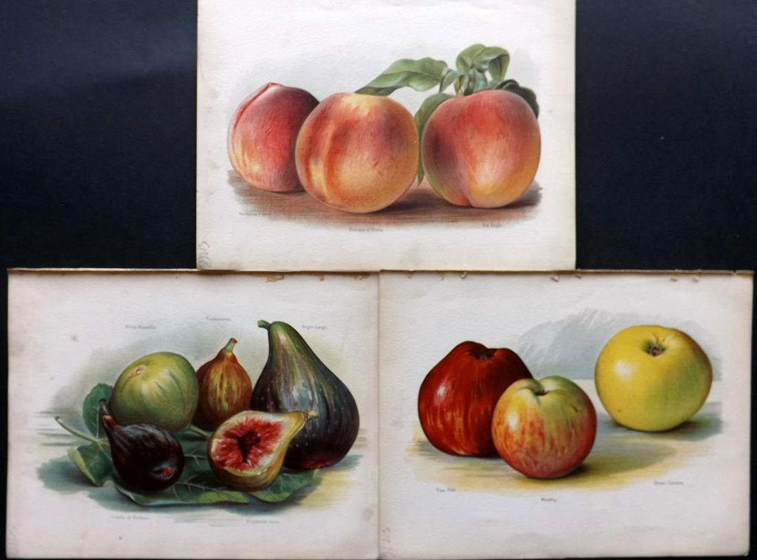 Wright, John 1890's Lot of 3 Fruit Prints. 1st Ed. (1 of 2)