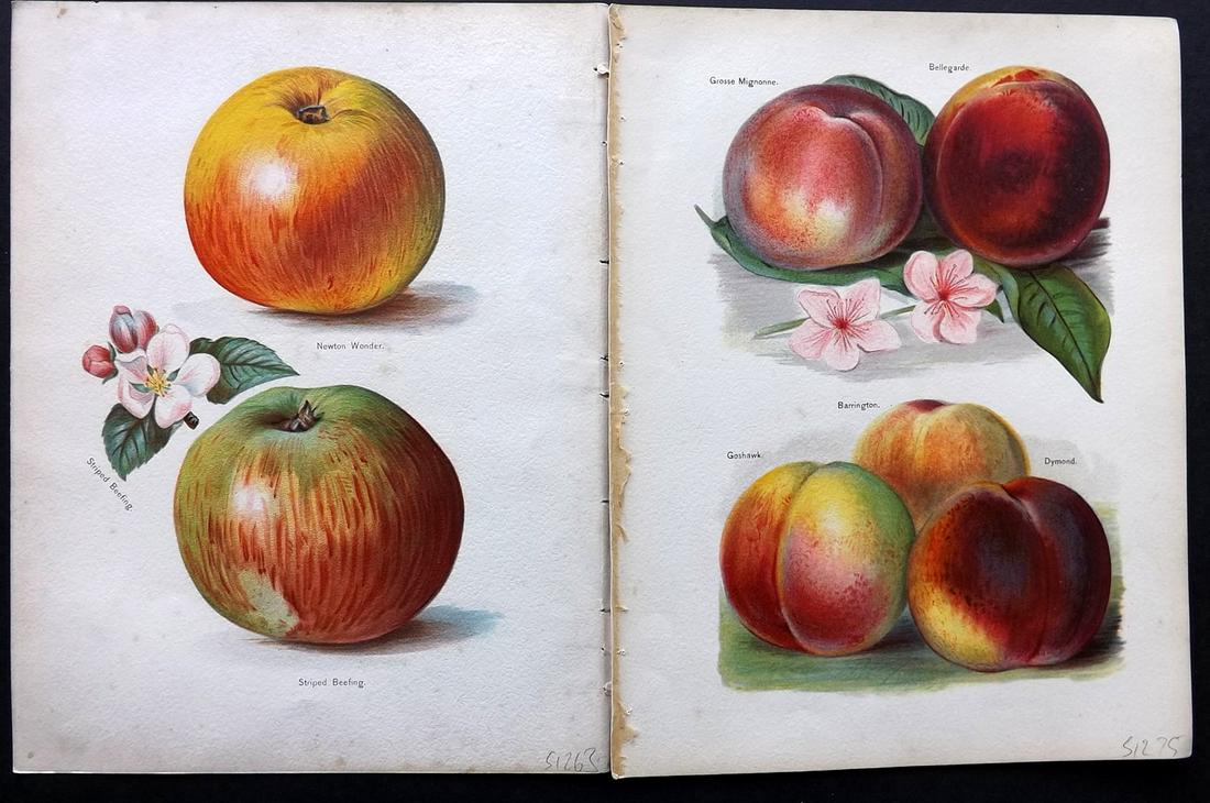 Wright, John 1890's Pair of Fruit Prints. 1st Ed. (1 of 2)