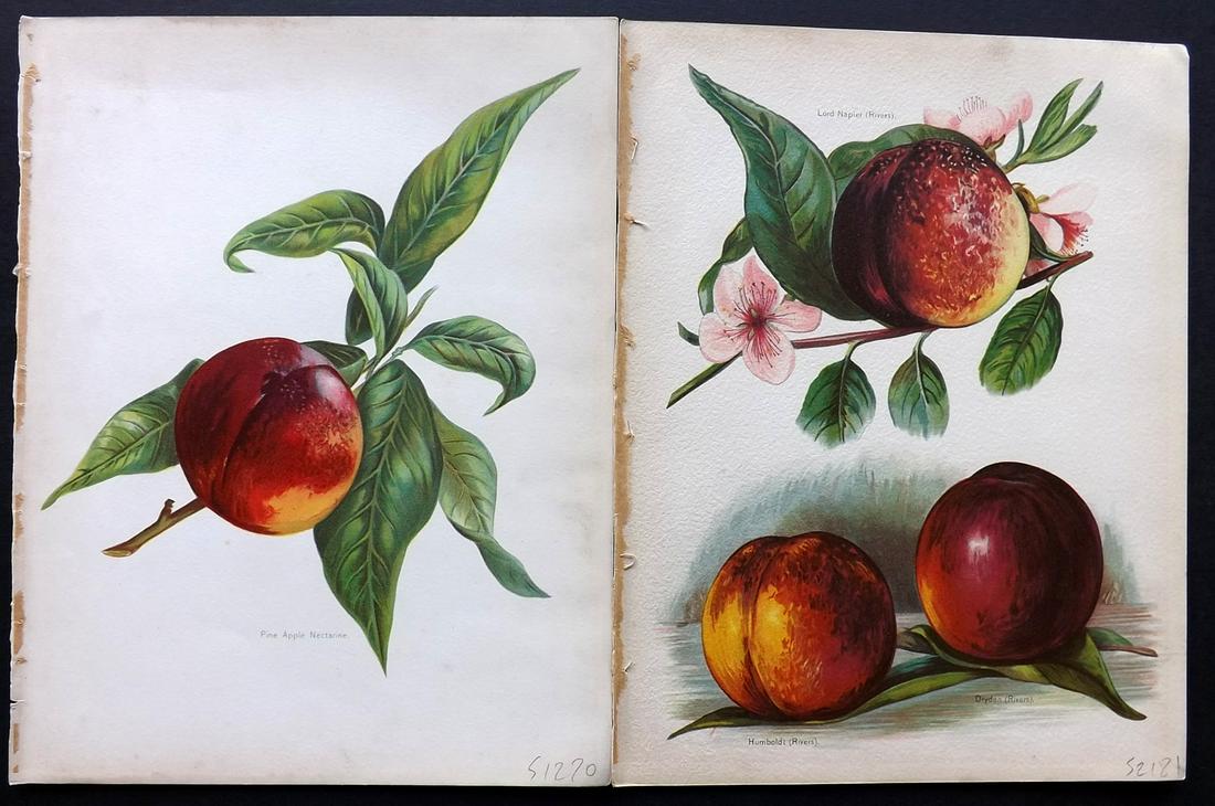 Wright, John 1890's Pair of Fruit Prints. 1st Ed. (1 of 2)
