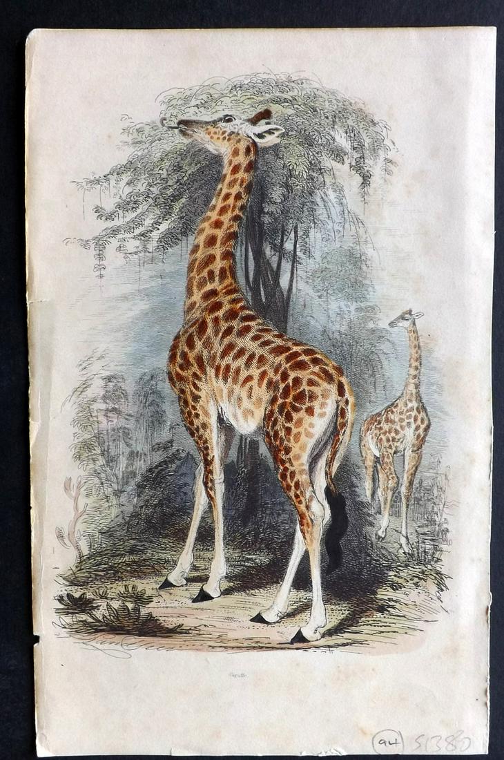 Cuvier, Baron 1854 Hand Color Print. Giraffe (1 of 2)