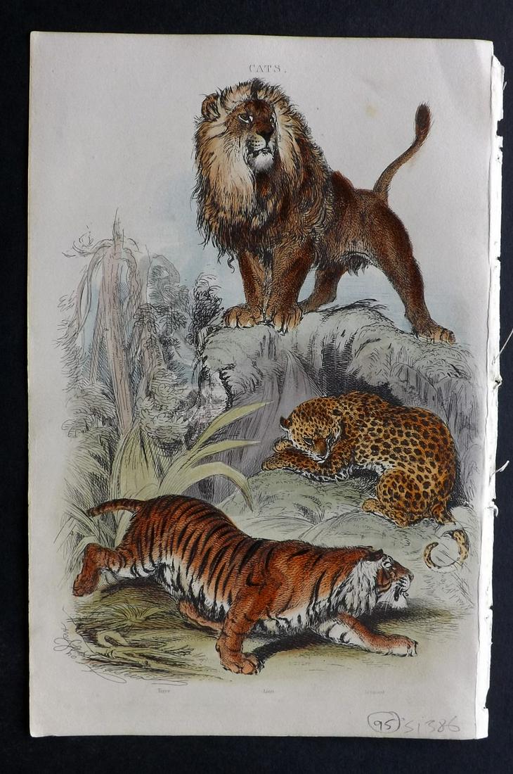 Cuvier, Baron 1854 Hand Color Print. Lion, Tiger (1 of 2)