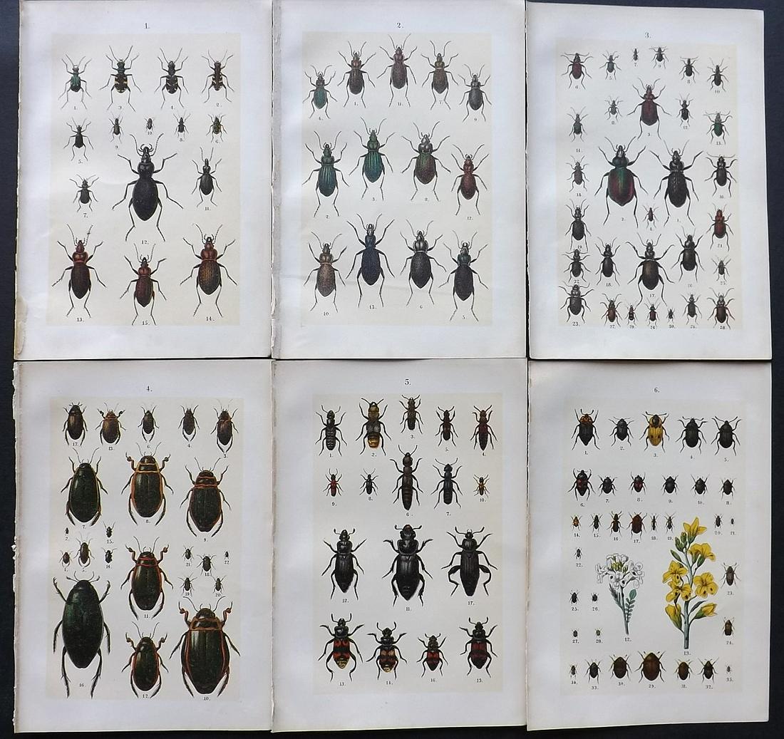 Hofmann & Kirby 1897 Lot of 6 Beetle Prints. Insects: Chromolithographs Published 1897, London for "The Young Beetle-Collectors Handbook" by Dr. E. Hofmann. Illustrated by William Kirby. Paper Size: 7.5 x 5 inch (19 x 13cm) Good Condition