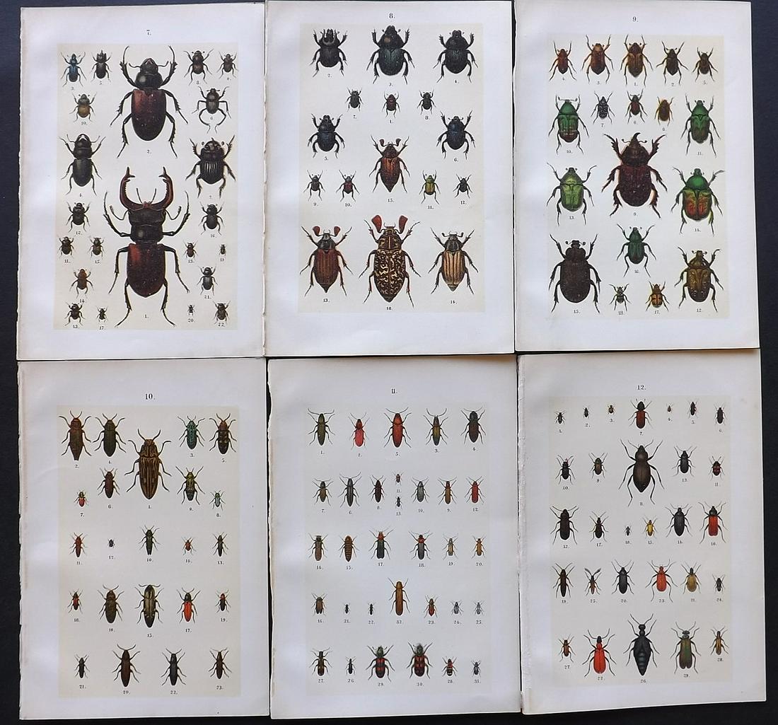 Hofmann & Kirby 1897 Lot of 6 Beetle Prints. Insects: Chromolithographs Published 1897, London for "The Young Beetle-Collectors Handbook" by Dr. E. Hofmann. Illustrated by William Kirby. Paper Size: 7.5 x 5 inch (19 x 13cm) Good Condition
