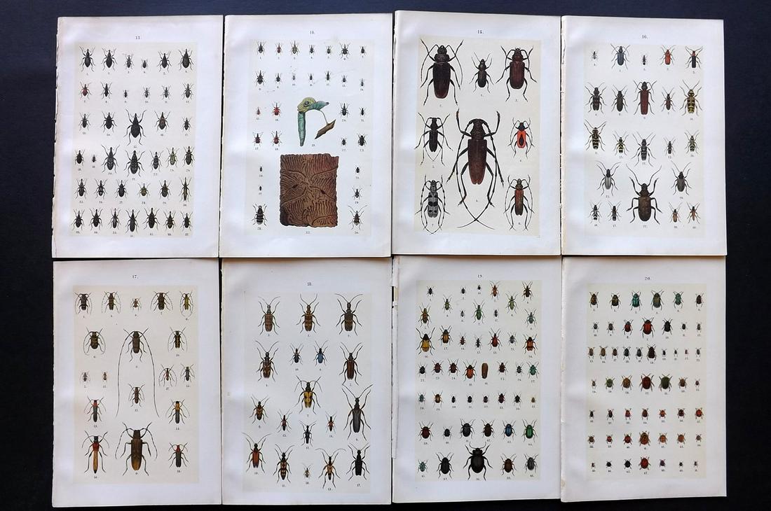 Hofmann & Kirby 1897 Lot of 8 Beetle Prints. Insects: Chromolithographs Published 1897, London for "The Young Beetle-Collectors Handbook" by Dr. E. Hofmann. Illustrated by William Kirby. Paper Size: 7.5 x 5 inch (19 x 13cm) Good Condition