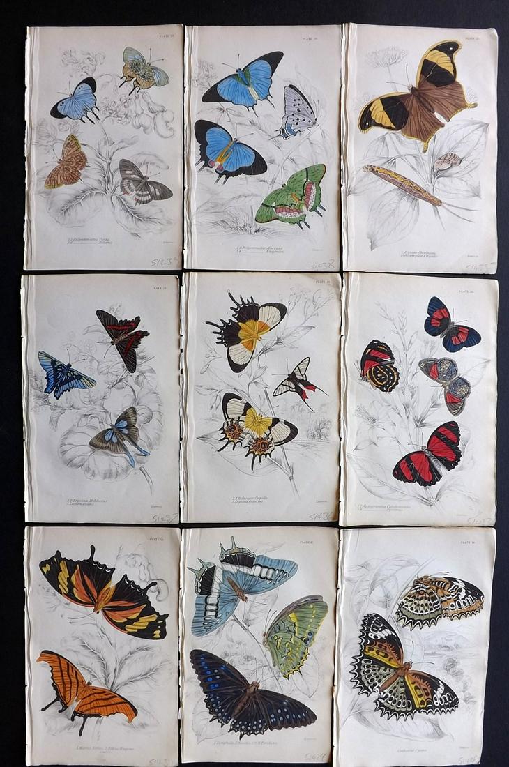 Jardine, William 1837 Lot of 9 HCol. Exotic Butterflies (1 of 2)