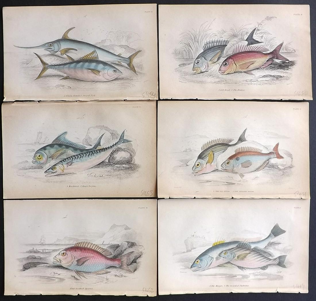 Jardine, William 1885 Lot of 6 Hand Col Fish Prints (1 of 2)