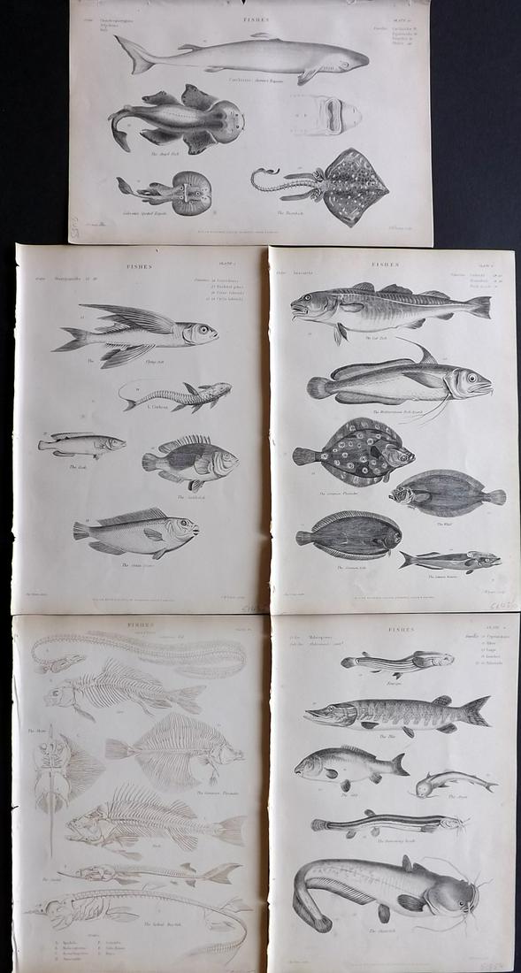 Richardson, John 1862 Lot of 5 Fish Prints: Steel Engravings/Etchings Published 1859-62 by William Mackenzie, Edinburgh & London for "The Museum of Natural History" by John Richardson. Paper Size: 10.5 x 7 inch (27 x 18cm) Good Condition