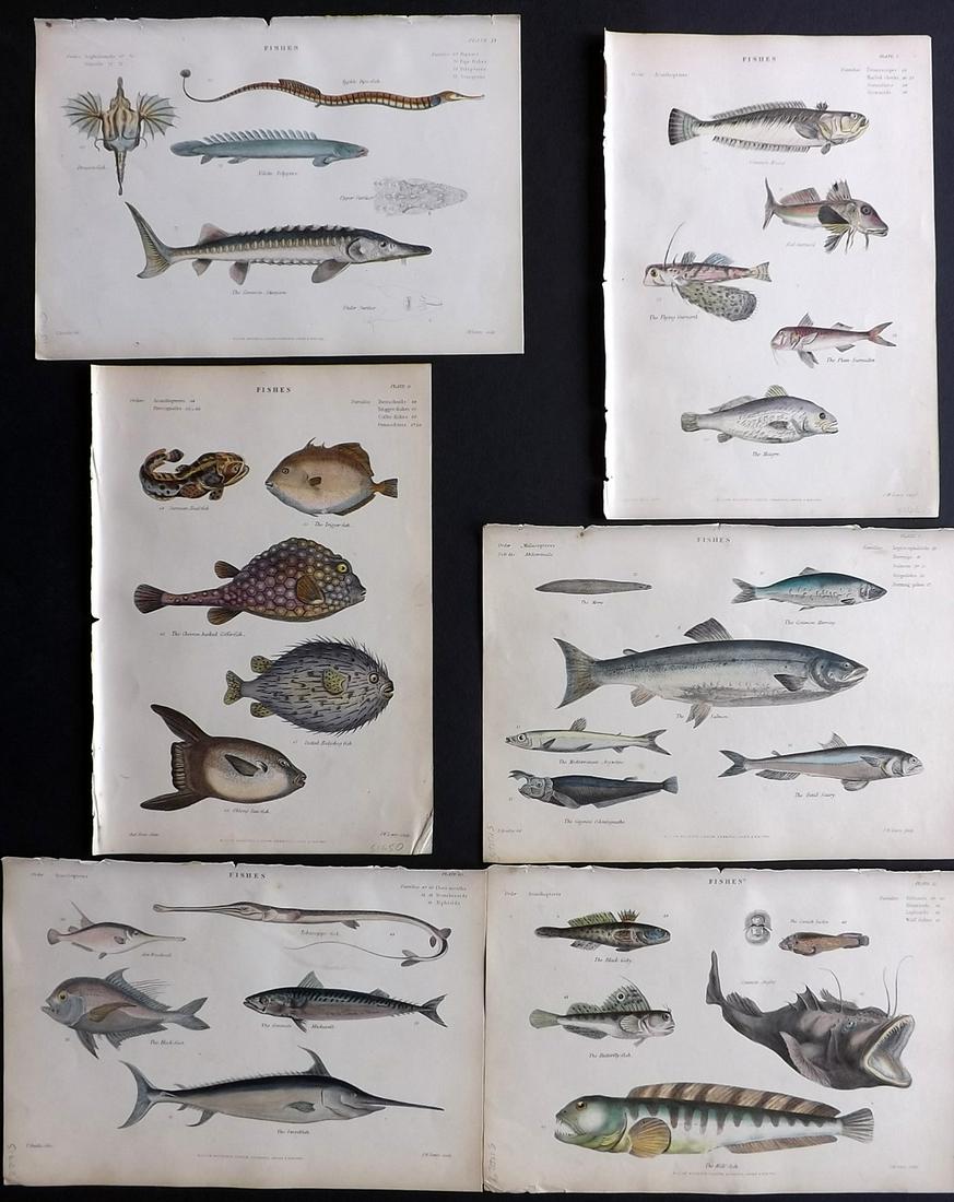 Richardson, John 1862 Lot of 6 Hand Col Fish Prints: Hand Colored Steel Engravings/Etchings Published 1859-62 by William Mackenzie, Edinburgh & London for "The Museum of Natural History" by John Richardson. Paper Size: 10.5 x 7 inch (27 x 18cm) Very min