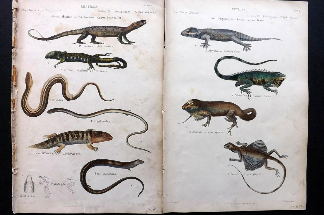 Richardson, John 1862 Pair of Hand Col Lizard Prints: Hand Colored Steel Engravings/Etchings Published 1859-62 by William Mackenzie, Edinburgh & London for "The Museum of Natural History" by John Richardson. Paper Size: 10.5 x 7 inch (27 x 18cm) Some ton