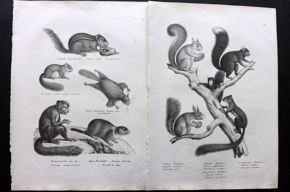 Schinz & Brodtmann 1827 Pair of Prints. Squirrels etc: Folio Lithographs Published Zurich 1827 for "Naturhistorische Abbildungen der Saeugethiere" by Heinrich Rudolph Schinz. Lithographed by Karl Joseph Brodtmann. Paper Size: 13 x 9.5 inch (33 x 24cm) Goo