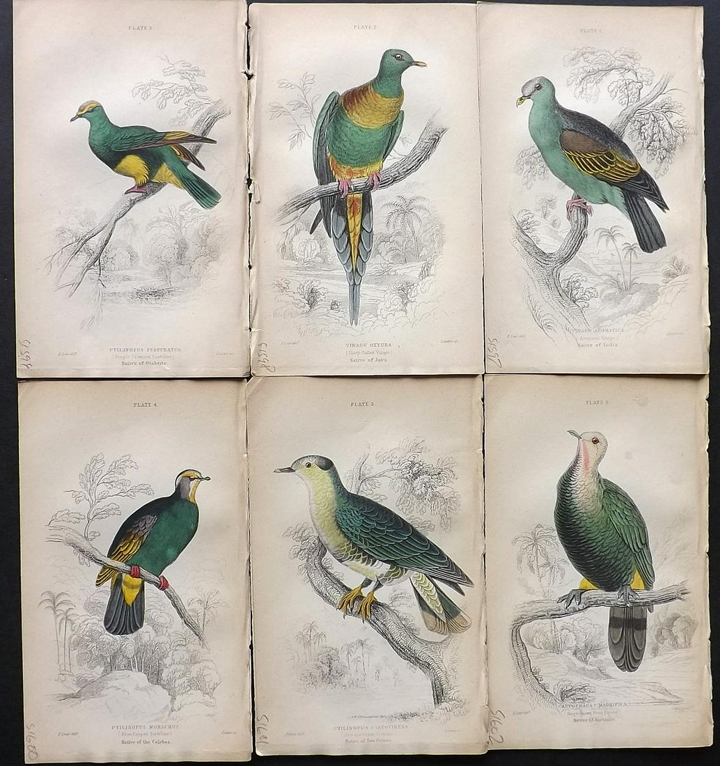 Jardine, William 1885 Lot of 6 HCol Bird Prints Pigeons (1 of 2)