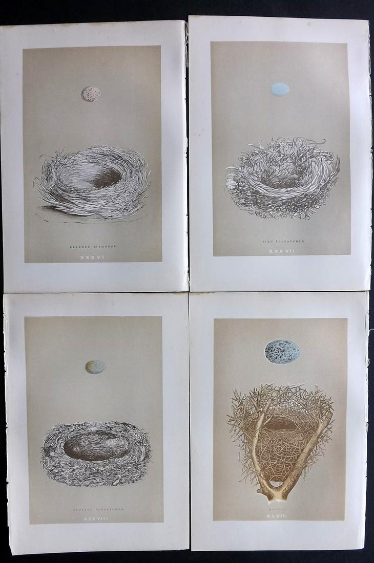 Morris, Francis 1896 Lot of 4 Antique Bird Nest Prints: Woodblocks Published 1896 by John C. Nimmo, London for "A Natural History of the Nests and Eggs of British Birds" By the Rev. Francis Orpen Morris, printed Benjamin Fawcett. Printed in colours and fin