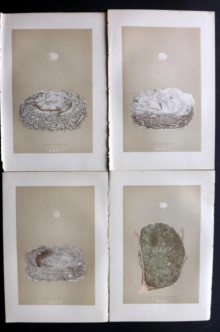 Morris, Francis 1896 Lot of 4 Antique Bird Nest Prints: Woodblocks Published 1896 by John C. Nimmo, London for "A Natural History of the Nests and Eggs of British Birds" By the Rev. Francis Orpen Morris, printed Benjamin Fawcett. Printed in colours and fin