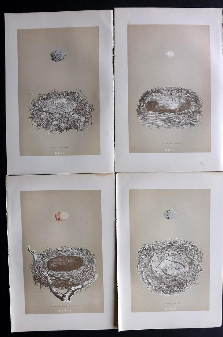 Morris, Francis 1896 Lot of 4 Antique Bird Nest Prints: Woodblocks Published 1896 by John C. Nimmo, London for "A Natural History of the Nests and Eggs of British Birds" By the Rev. Francis Orpen Morris, printed Benjamin Fawcett. Printed in colours and fin