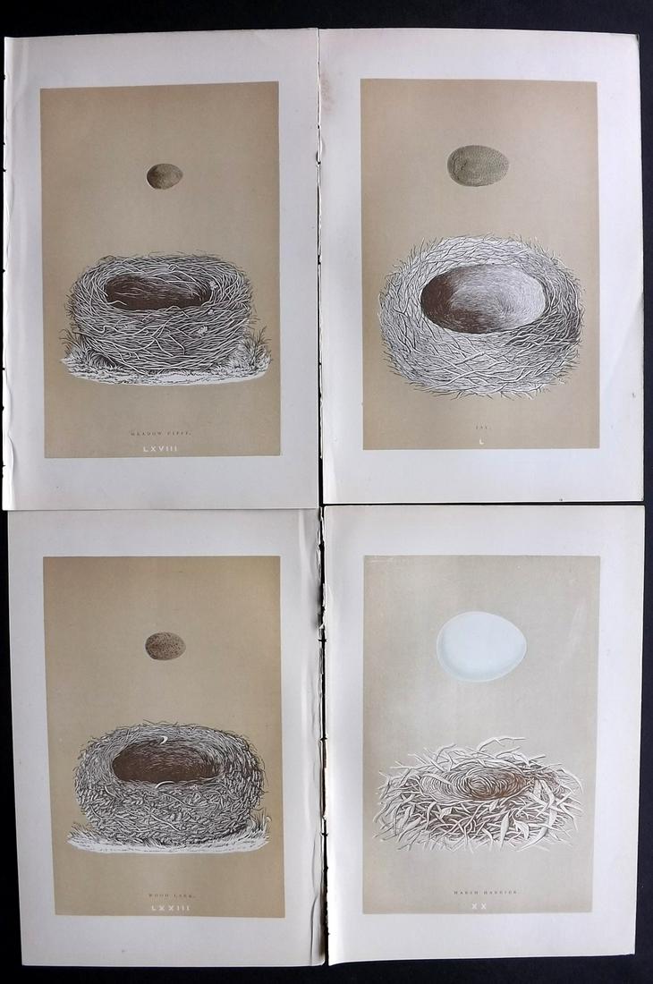 Morris, Francis 1896 Lot of 4 Antique Bird Nest Prints: Woodblocks Published 1896 by John C. Nimmo, London for "A Natural History of the Nests and Eggs of British Birds" By the Rev. Francis Orpen Morris, printed Benjamin Fawcett. Printed in colours and fin