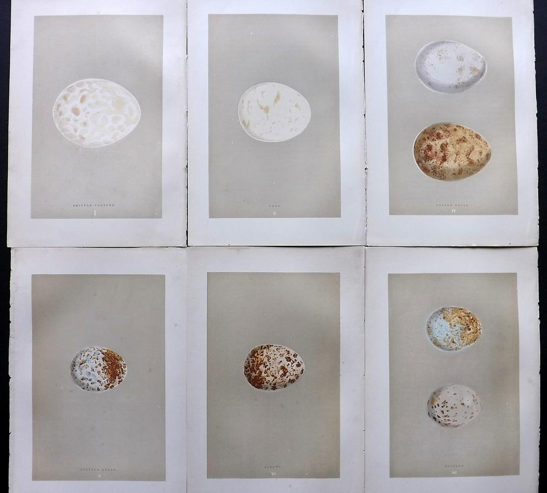 Morris, Francis 1896 Lot of 6 Antique Bird Egg Prints (1 of 2)