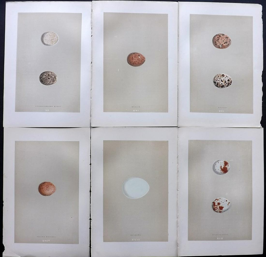 Morris, Francis 1896 Lot of 6 Antique Bird Egg Prints: Woodblocks Published 1896 by John C. Nimmo, London for "A Natural History of the Nests and Eggs of British Birds" By the Rev. Francis Orpen Morris, printed Benjamin Fawcett. Printed in colours and fin